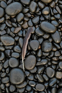 USA, Oregon, Arch Cape. Pacific coastline and round black shiny rocks with bald eagle feathers