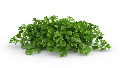 Obraz premium Fresh Parsley Sprigs