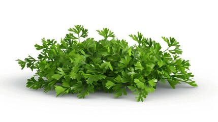 Obraz premium Fresh Parsley Bouquet