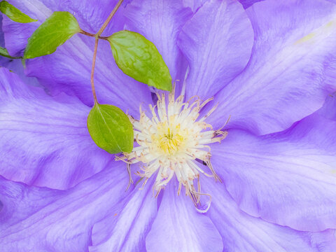 USA, Oregon, Salem close-up of purple blooming Clematis flower