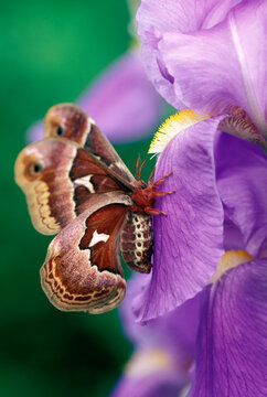 USA, Pennsylvania. Cecropia moth on iris flower. 