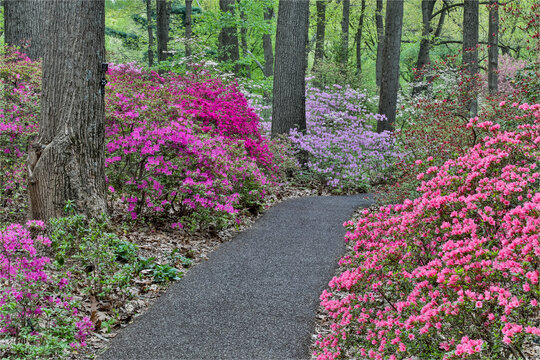 Path and azaleas in bloom, Jenkins Arboretum and Garden, Devon, Pennsylvania.