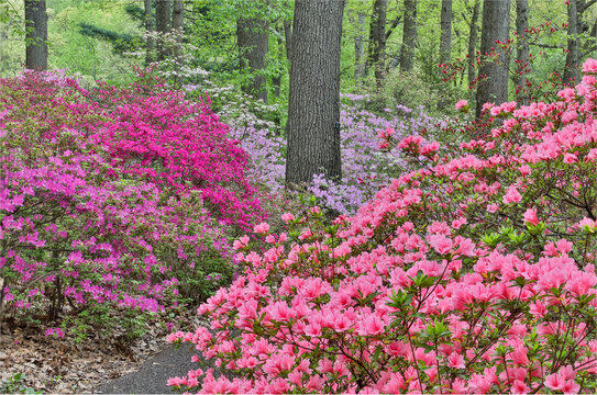 Azaleas in bloom, Jenkins Arboretum and Garden, Devon, Pennsylvania.