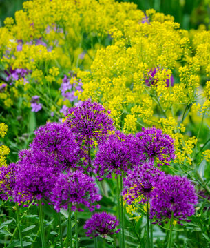 Purple allium blooming amongst yellow flowering plants.