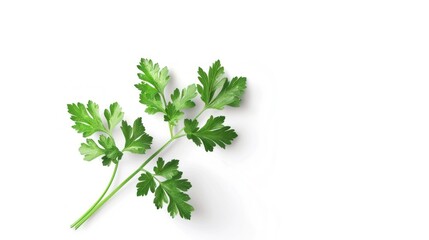 Fresh Parsley Sprig on White Background
