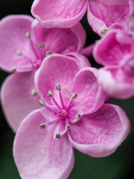 Close-up of a Hydrangea macrophylla 'Ayesha', lilac pink.