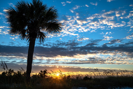 USA, South Carolina. Palm tree Silhouetted on sand dune at sunrise on Hilton Head Island