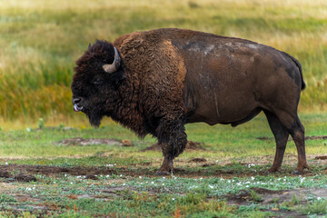 Lone bison, powerful to look at, is licking his mouth and nose after eating some grass.