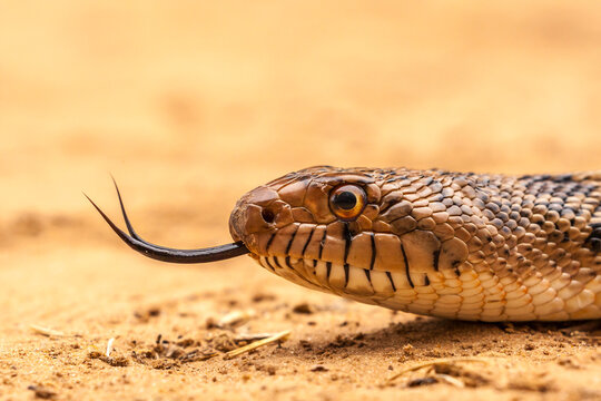 USA, Texas, Hidalgo County. Bull snake head with flicking tongue. 