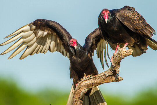 USA, Texas, Hidalgo County. Close-up of two turkey vultures on limb. 
