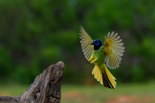 USA, Texas. Green jay landing on tree stump. 