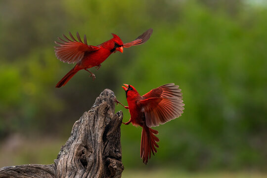 USA, Texas. Male cardinal birds and tree stump. 