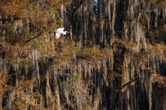 USA, Texas, Caddo Lake, cypress trees in autumn color with great egret