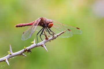 Red-tailed pennant perched on thorn.