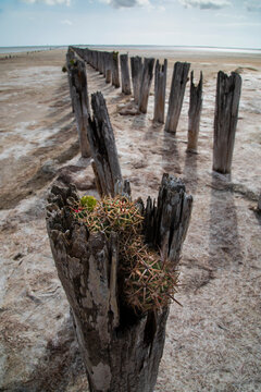Brownsville to Port Isabel narrow gauge railroad built in 1870's across Bahia Grande near hwy 48. 'Horse Crippler' cactus growing on rotting piling.