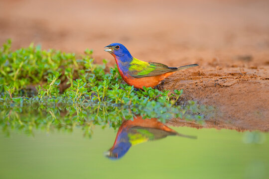 Painted Bunting (Passerina ciris) drinking
