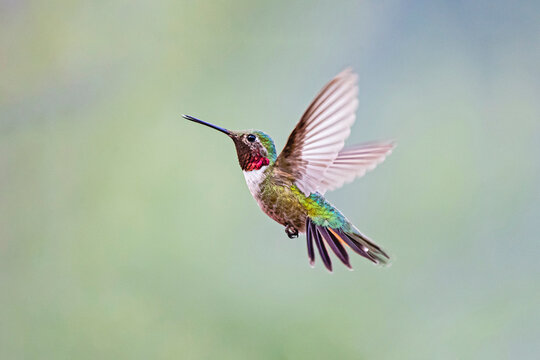 USA, Texas, Jeff Davis County. Davis Mountains, broad-tailed hummingbird flying.