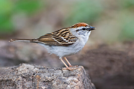 USA, Texas, Kendall County. Block Creek Natural Area, chipping sparrow eating