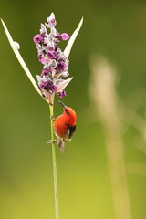 Obraz premium Sulawesi myzomela (Myzomela chloroptera) is a species of bird in the family Meliphagidae. It is endemic to Indonesia where it occurs in Sulawesi.