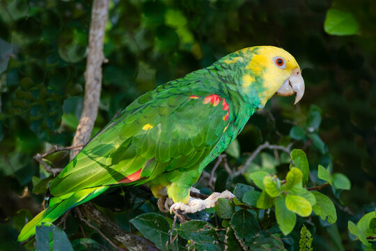 USA, Texas, Cameron County. Yellow-headed parrot foraging