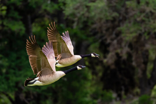 Canada goose takeoff