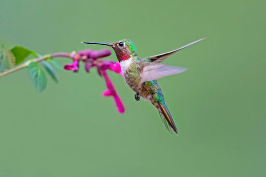 Broad-tailed hummingbird in flight