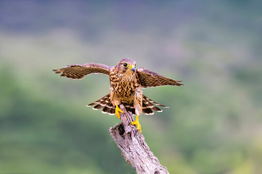 Merlin landing on stump