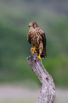Merlin on stump perch