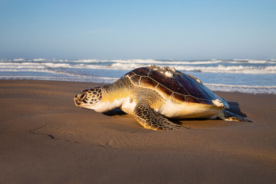 Green sea turtle on beach