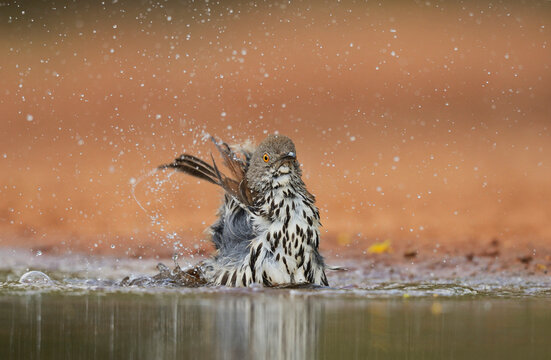 Long-billed Thrasher (Toxostoma Longirostre), adult bathing, Rio Grande Valley, South Texas USA