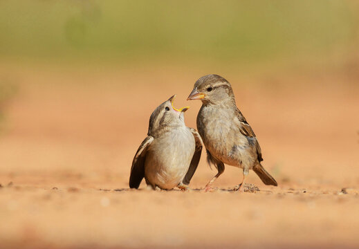 House Sparrow (Passer domesticus), female feeding young, Rio Grande Valley, South Texas USA