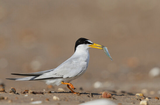 Least Tern (Sterna antillarum), adult with fish prey, Port Isabel, Laguna Madre, South Padre Island, Texas, USA