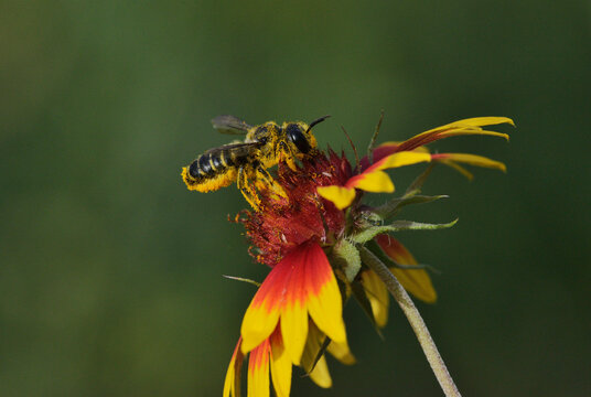 Leafcutter bee, solitary bees (Megachile sp.), adult feeding on Indian Blanket, Fire Wheel (Gaillardia Pulchella), Texas, USA