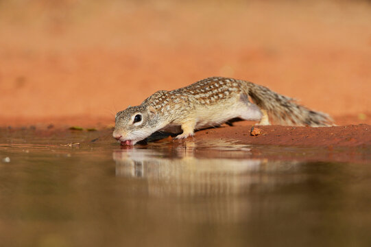 Mexican Ground Squirrel (Spermophilus Mexicanus), adult drinking at pond, South Texas, USA