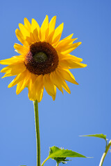 Bright yellow sunflower against a clear blue sky, viewed from below