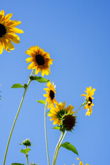 Bright sunflowers against a clear blue sky, viewed from below