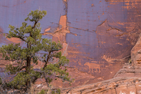 USA, Utah. Petroglyphs on rock wall. 