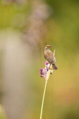 Sulawesi myzomela (Myzomela chloroptera) is a species of bird in the family Meliphagidae. It is endemic to Indonesia where it occurs in Sulawesi.