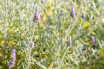 A bright purple lavanda or lavandula lavender flowers with green burgeons and leaves are in the summer garden