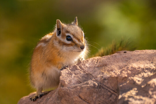 USA, Utah, Grand Staircase Escalante National Monument. Least chipmunk close-up.