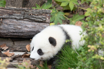 Little Fluffy Panda , Chengdu, China