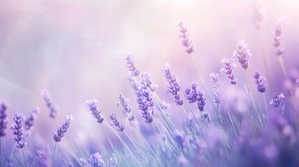 Lavender Field in Soft Sunlight