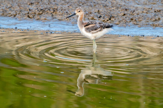 USA, Utah, Bear River National Wildlife Refuge. American avocet chick feeding in water.