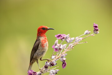 Sulawesi myzomela (Myzomela chloroptera) is a species of bird in the family Meliphagidae. It is endemic to Indonesia where it occurs in Sulawesi.