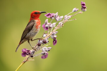 Sulawesi myzomela (Myzomela chloroptera) is a species of bird in the family Meliphagidae. It is endemic to Indonesia where it occurs in Sulawesi.