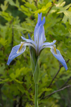 USA, Utah, Manti-La-Sal National Forest. Wild Iris (Iris missouriensis) in early spring