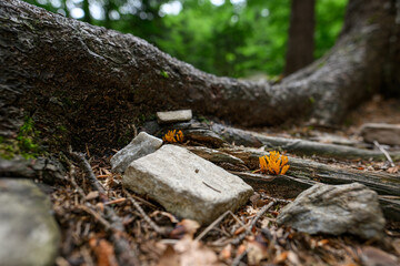 Inedible chicken orange mushroom in the forest.
