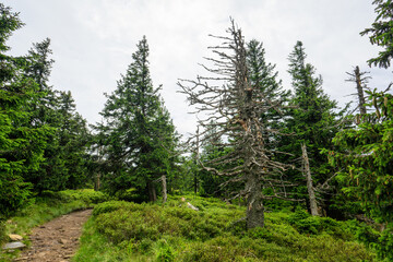 Withered tree in the forest on the mountains.