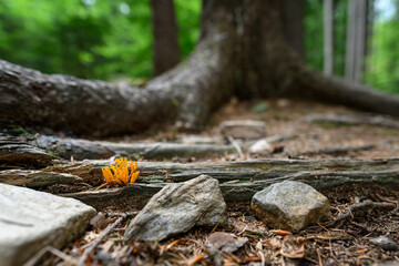 Inedible chicken orange mushroom in the forest.
