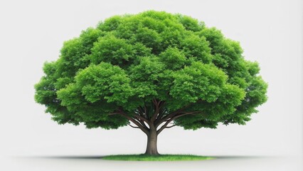 Green tree isolated on white background, green, tree, isolated, nature, environment, foliage, leafy, botanical, eco-friendly
